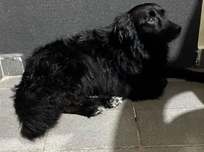 Cachorro raça SRD-ViraLata idade 3 anos nome Luna