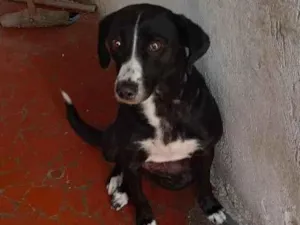 Cachorro raça SRD-ViraLata idade 6 ou mais anos nome Lua