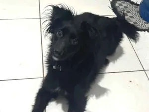 Cachorro raça SRD-ViraLata idade 1 ano nome Zoe