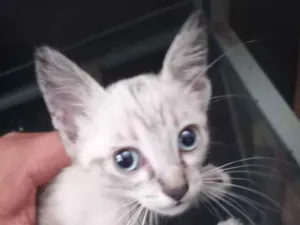 Gato raça SRD-ViraLata idade 2 a 6 meses nome Indilili