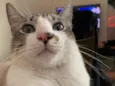 faisca