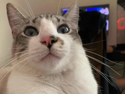 Gato raça SRD-ViraLata idade 2 anos nome faisca