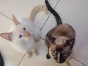 Gato raça SRD-ViraLata idade 2 anos nome Jade e Jhudy