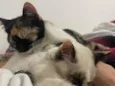Serena e Misty