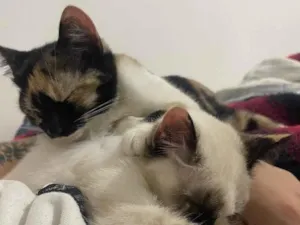 Gato raça SRD-ViraLata idade 7 a 11 meses nome Serena e Misty