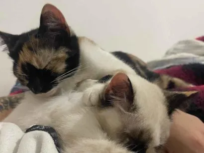 Gato raça SRD-ViraLata idade 7 a 11 meses nome Serena e Misty