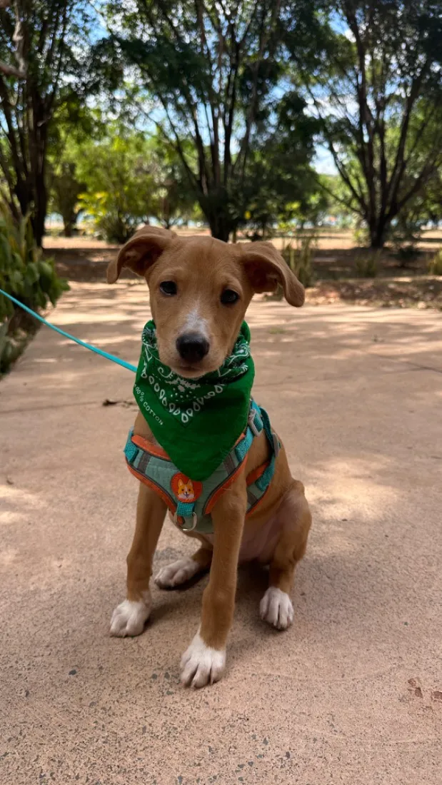 Cachorro raça SRD-ViraLata idade 2 a 6 meses nome MANGA