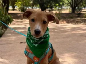 Cachorro raça SRD-ViraLata idade 2 a 6 meses nome MANGA