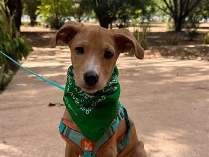 Cachorro raça SRD-ViraLata idade 2 a 6 meses nome MANGA