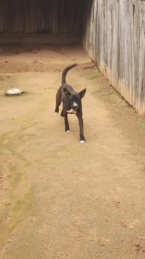 Cachorro raça SRD-ViraLata idade 5 anos nome Thor 