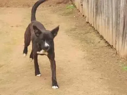 Cachorro raça SRD-ViraLata idade 5 anos nome Thor 