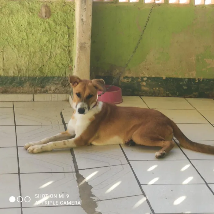 Cachorro raça SRD-ViraLata idade 1 ano nome Mailon