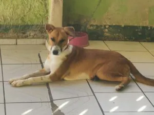 Cachorro raça SRD-ViraLata idade 1 ano nome Mailon
