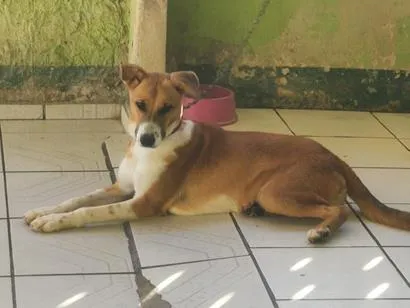 Cachorro raça SRD-ViraLata idade 1 ano nome Mailon