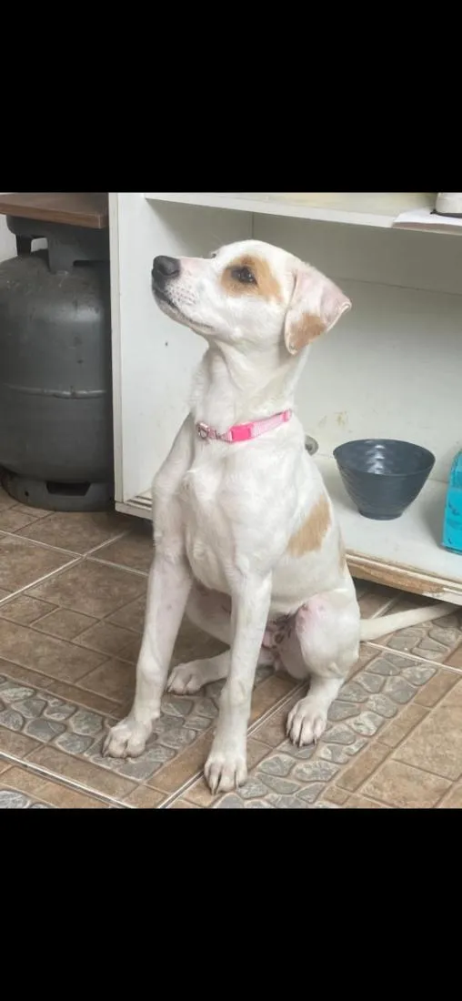 Cachorro raça SRD-ViraLata idade 2 a 6 meses nome Sol
