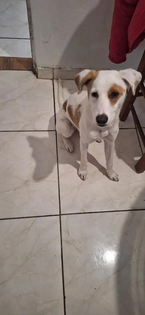 Cachorro raça SRD-ViraLata idade 2 a 6 meses nome Sol