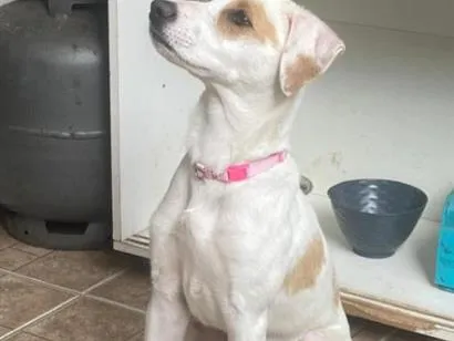 Cachorro raça SRD-ViraLata idade 2 a 6 meses nome Sol