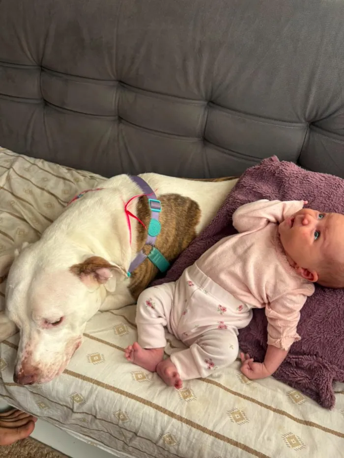 Cachorro raça Pit-Bull idade 7 a 11 meses nome Frozen 