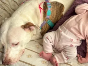 Cachorro raça Pit-Bull idade 7 a 11 meses nome Frozen 