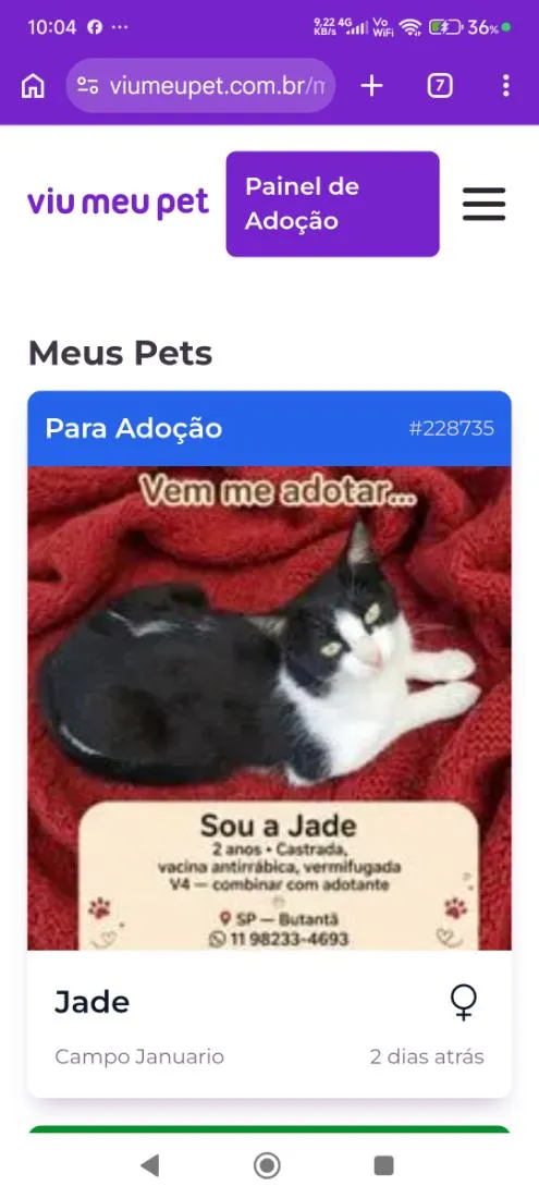 Gato raça SRD-ViraLata idade 2 anos nome Jade
