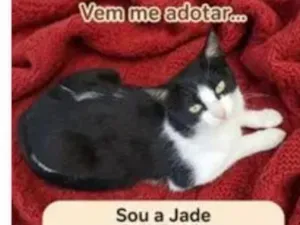 Gato raça SRD-ViraLata idade 2 anos nome Jade