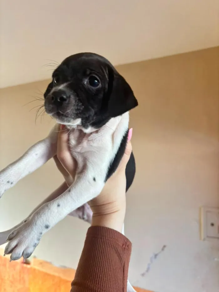 Cachorro raça SRD-ViraLata idade 2 a 6 meses nome Vasco
