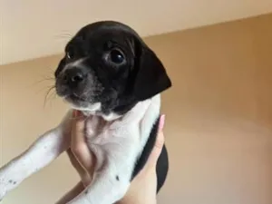 Cachorro raça SRD-ViraLata idade 2 a 6 meses nome Vasco