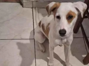 Cachorro raça SRD-ViraLata idade 2 a 6 meses nome Sol