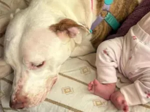 Cachorro raça Pit-Bull idade 7 a 11 meses nome Frozen 