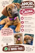 Cacau