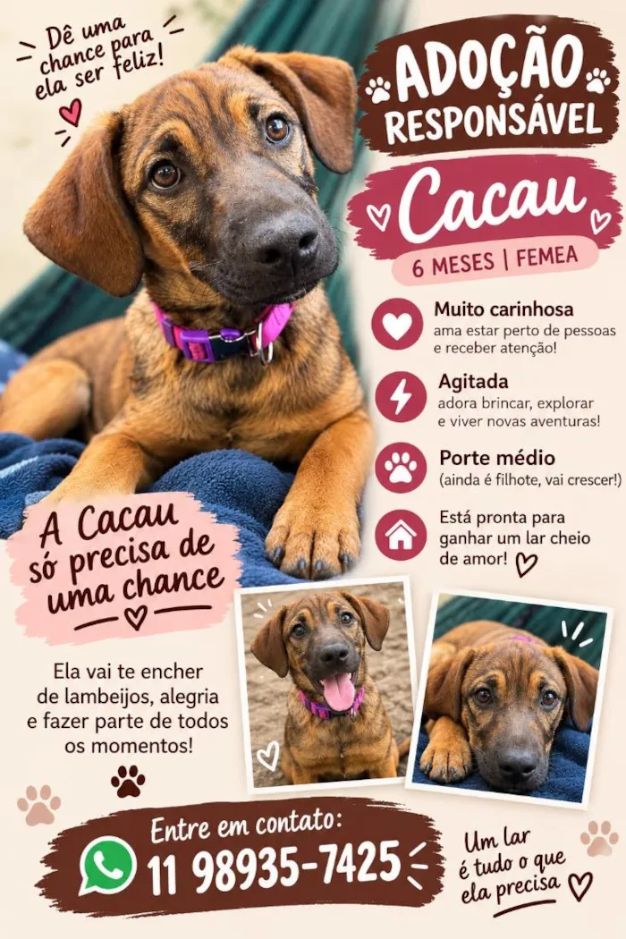 Cachorro raça SRD-ViraLata idade 2 a 6 meses nome Cacau