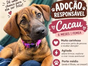 Cachorro raça SRD-ViraLata idade 2 a 6 meses nome Cacau