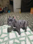 maylla 