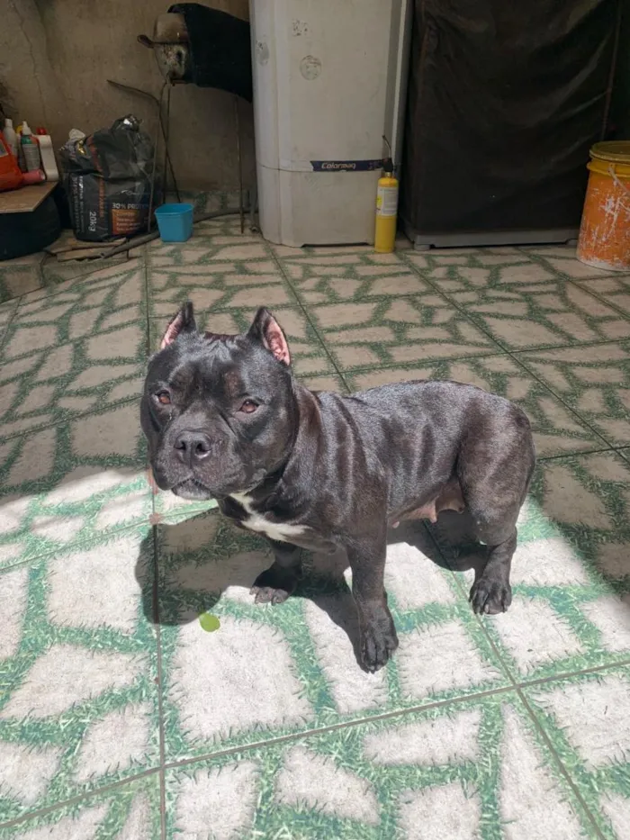 Cachorro raça American bully  idade 3 anos nome maylla 