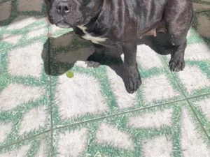 Cachorro raça American bully  idade 3 anos nome maylla 