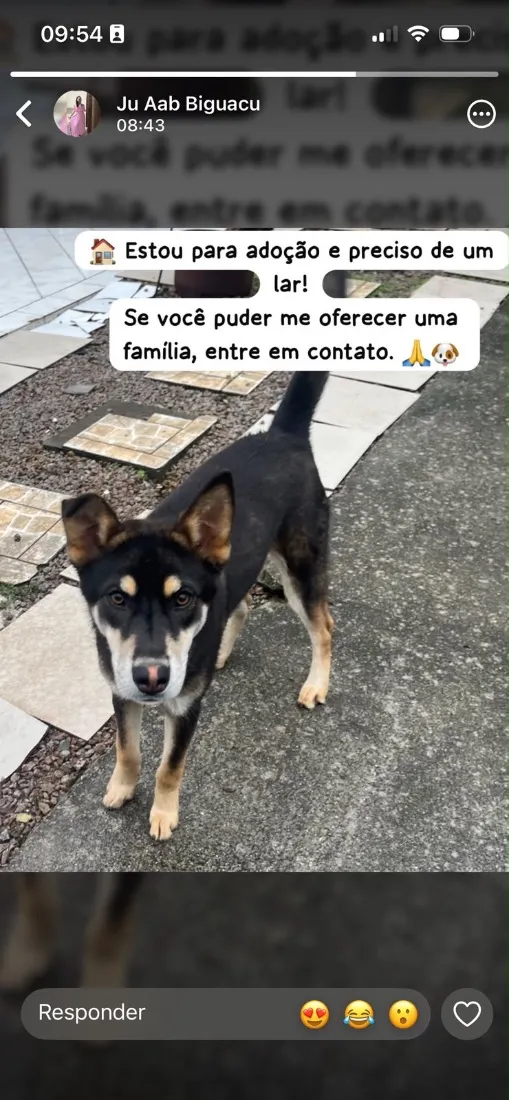 Cachorro raça SRD-ViraLata idade 7 a 11 meses nome Ze 