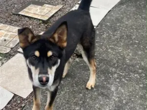 Cachorro raça SRD-ViraLata idade 7 a 11 meses nome Ze 