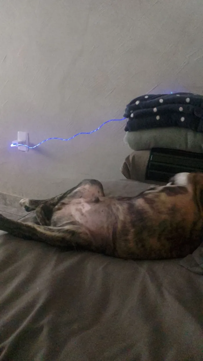 Cachorro raça SRD-ViraLata idade 2 a 6 meses nome Hulk