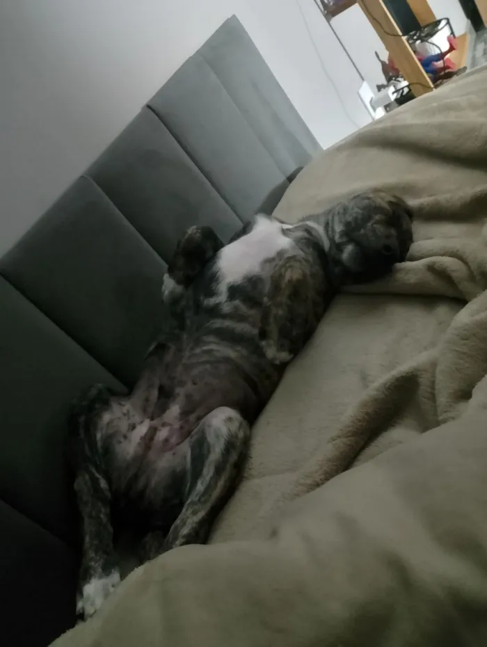 Cachorro raça SRD-ViraLata idade 2 a 6 meses nome Hulk