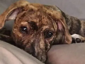 Cachorro raça SRD-ViraLata idade 2 a 6 meses nome Hulk