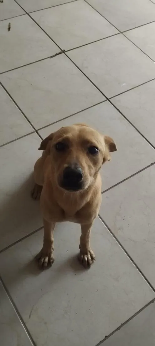 Cachorro raça SRD-ViraLata idade 1 ano nome mel