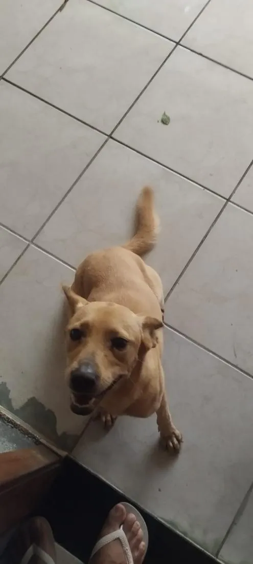 Cachorro raça SRD-ViraLata idade 1 ano nome mel