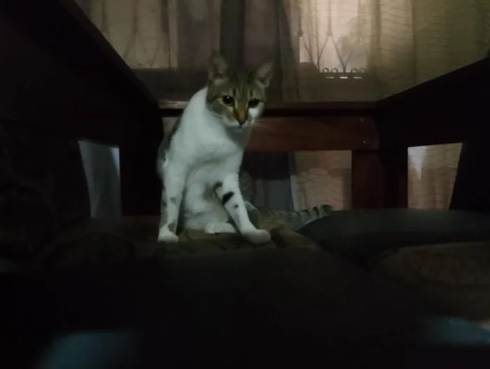 Gato raça SRD-ViraLata idade 7 a 11 meses nome Princesa 