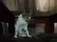Princesa 