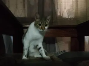 Gato raça SRD-ViraLata idade 7 a 11 meses nome Princesa 
