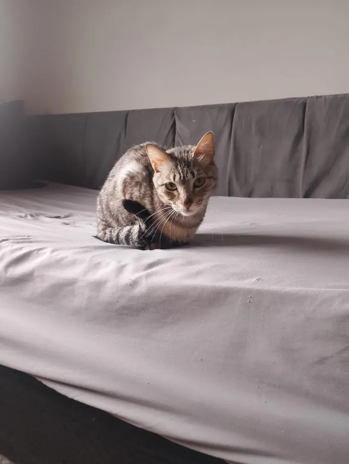 Gato raça SRD-ViraLata idade 7 a 11 meses nome Minion