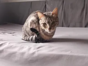 Gato raça SRD-ViraLata idade 7 a 11 meses nome Minion