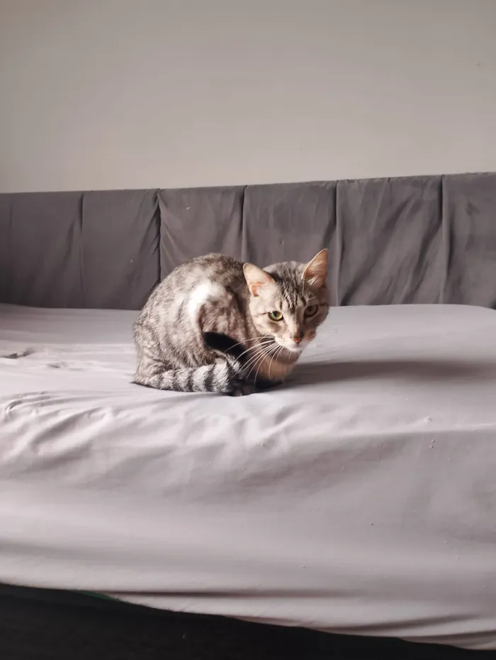 Gato raça SRD-ViraLata idade 7 a 11 meses nome Minion