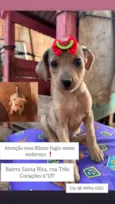 Peteca 