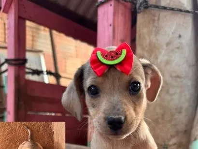 Cachorro raça SRD-ViraLata idade 2 a 6 meses nome Peteca 